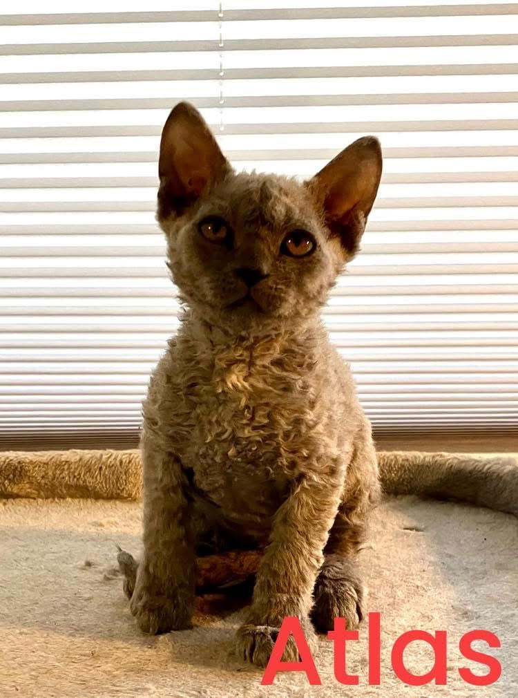 selkirk rex pentu