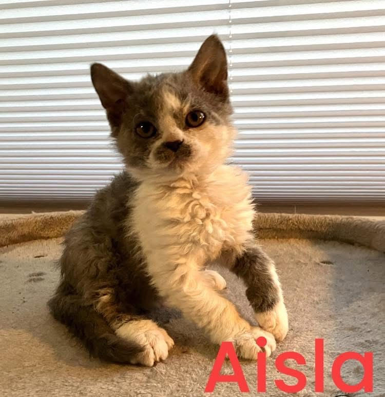 selkirk rex pentu