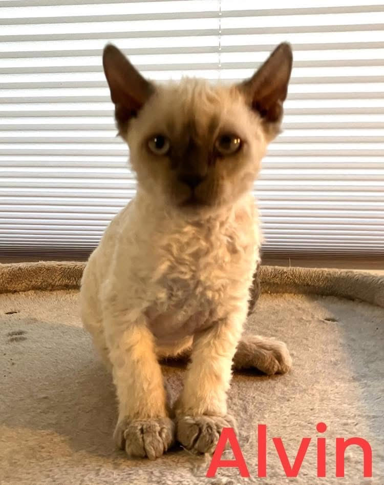 selkirk rex pentu