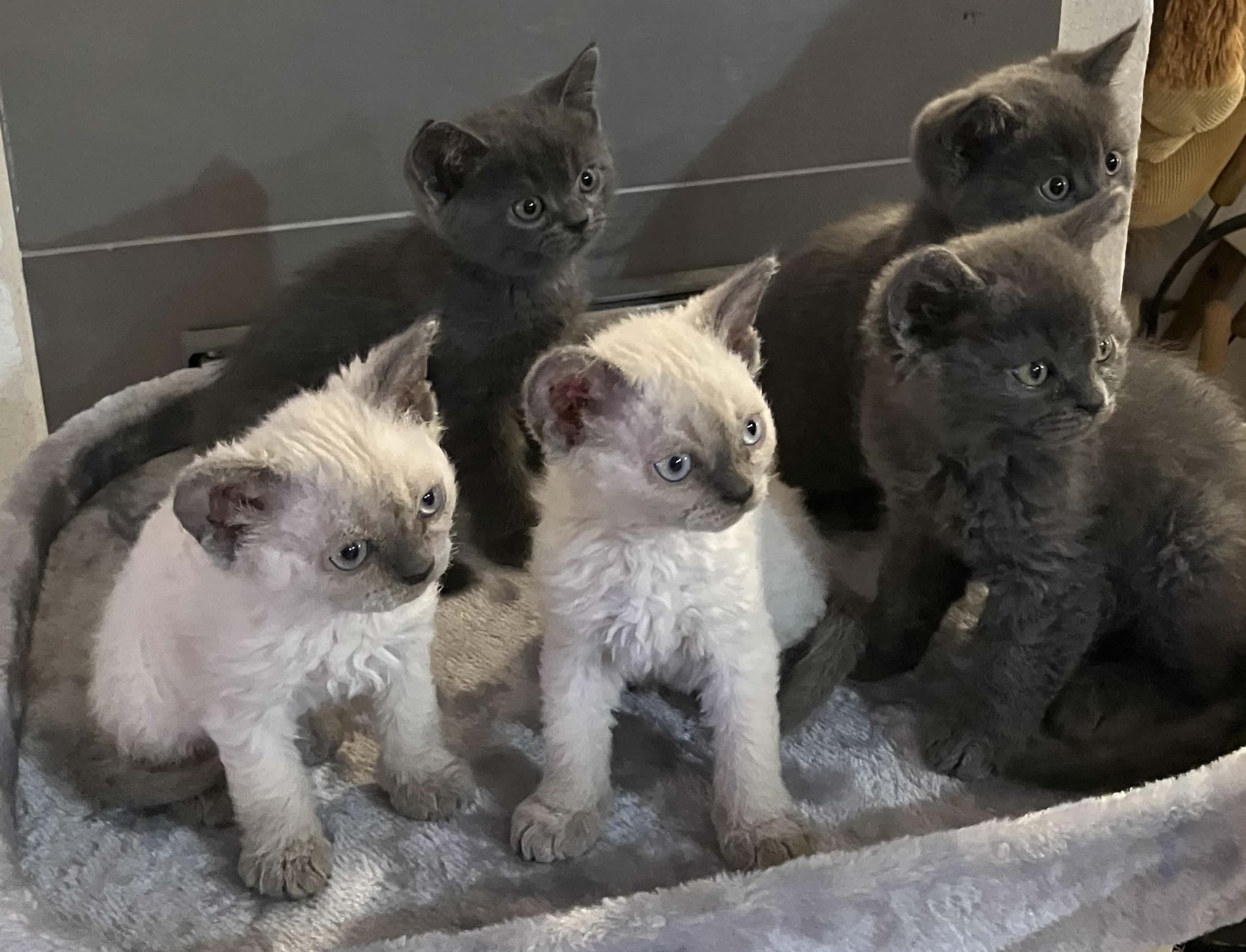 selkirk rex pennut
